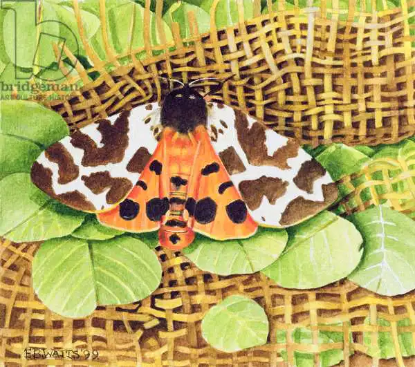 Watts, E.B.: Tiger Moth