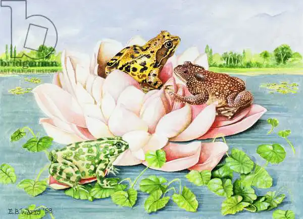 Watts, E.B.: Water Lily