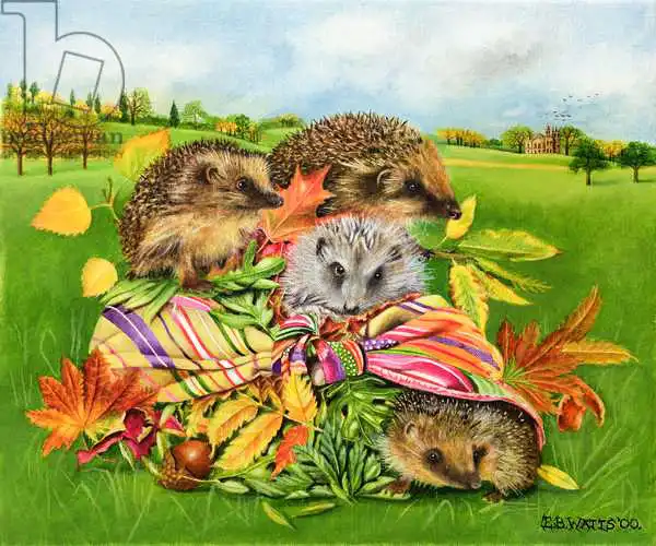 Watts, E.B.: Hedgehogs Inside Scarf