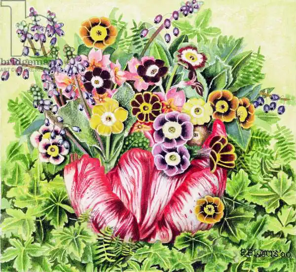 Watts, E.B.: Auriculas