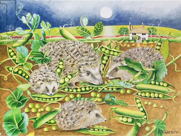 Watts, E.B.: Hedgehogs with Peas beside a Poppy field at night