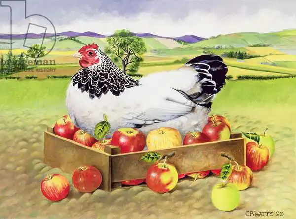 Watts, E.B.: Hen in a Box of Apples
