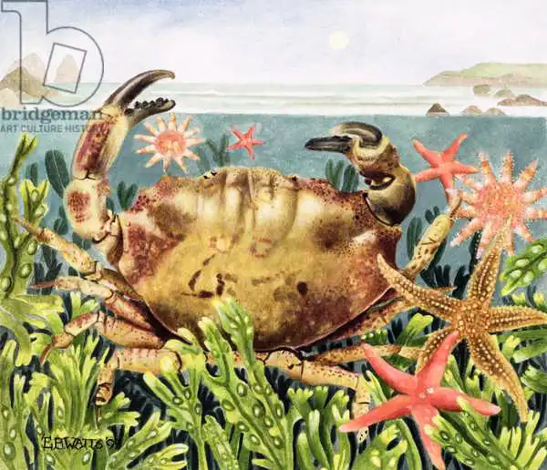 Watts, E.B.: Furrowed Crab with Starfish Underwater