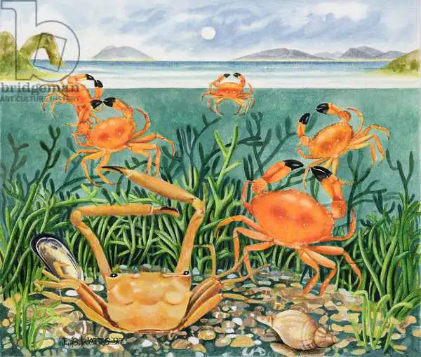 Watts, E.B.: Crabs in the Ocean