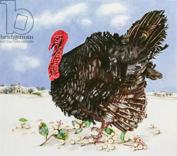 Watts, E.B.: Black Turkey with Snow Berries