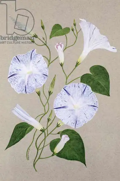 Buckland, Frances: Convolvulus cneorum