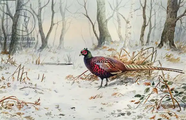 Donner, Carl: Pheasants in Snow