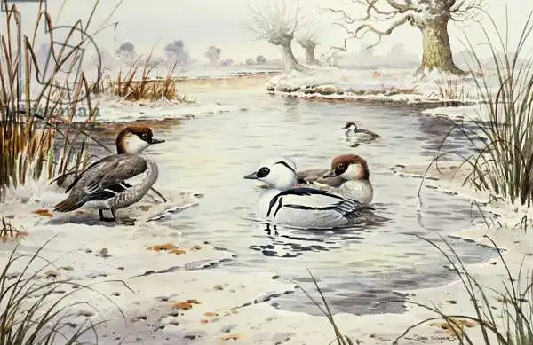 Donner, Carl: Smew