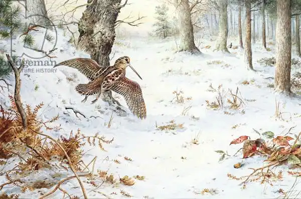 Donner, Carl: Snipe in Wooded Landscape
