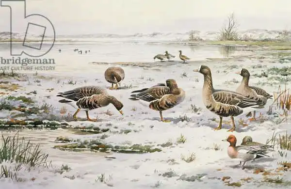 Donner, Carl: White Fronted Geese