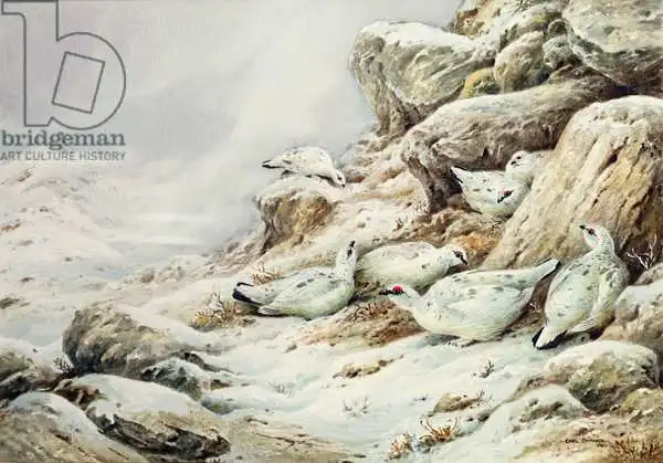 Donner, Carl: Ptarmigan in snow covered landscape
