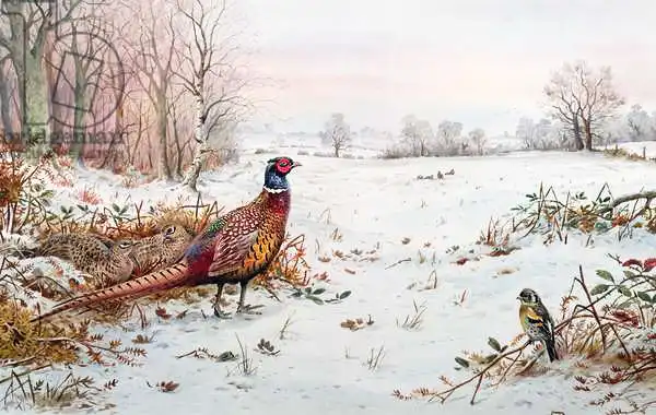 Donner, Carl: Pheasant and bramblefinch in the snow