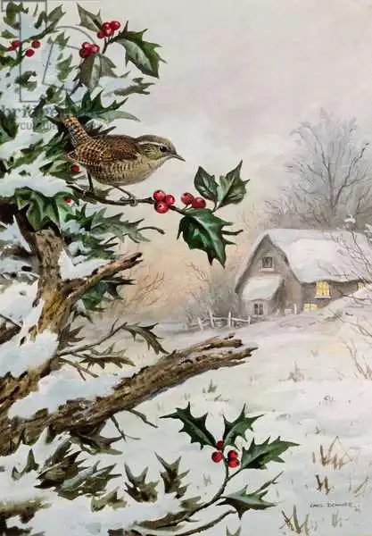 Donner, Carl: Wren in Hollybush by a cottage