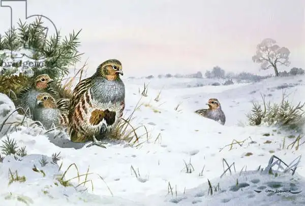 Donner, Carl: Grey Partridge