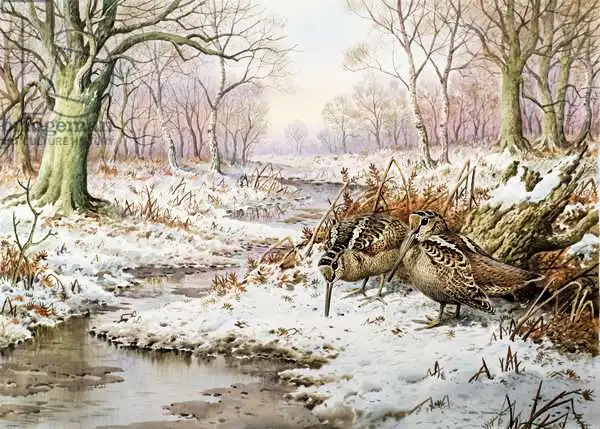 Donner, Carl: Woodcock