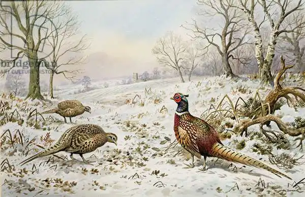 Donner, Carl: Pheasant and Partridges in a Snowy Landscape
