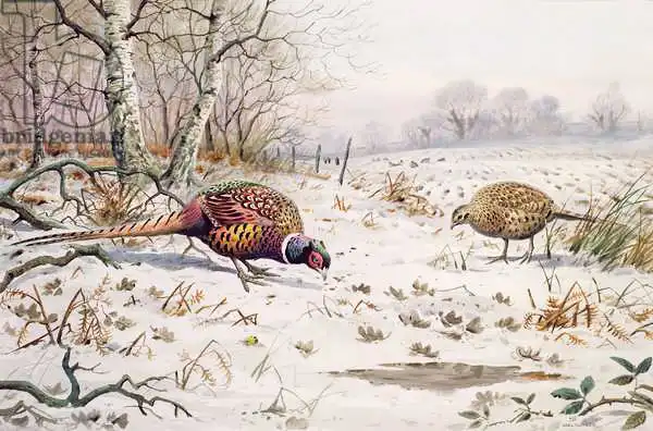 Donner, Carl: Pheasant and Partridge Eating