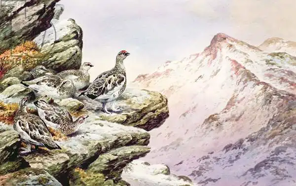 Donner, Carl: Ptarmigan on the High Tops