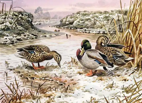 Donner, Carl: Mallards in a Quiet Corner