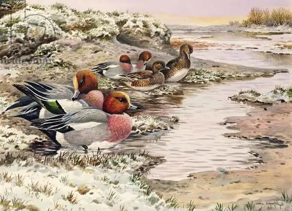 Donner, Carl: Daybreak on the Washes - Wigeon
