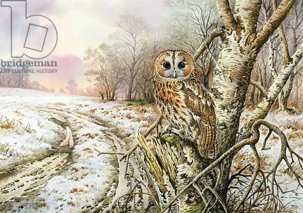 Donner, Carl: Tawny Owl