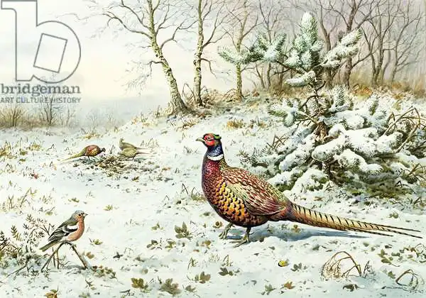 Donner, Carl: Cock Pheasant and Chaffinch