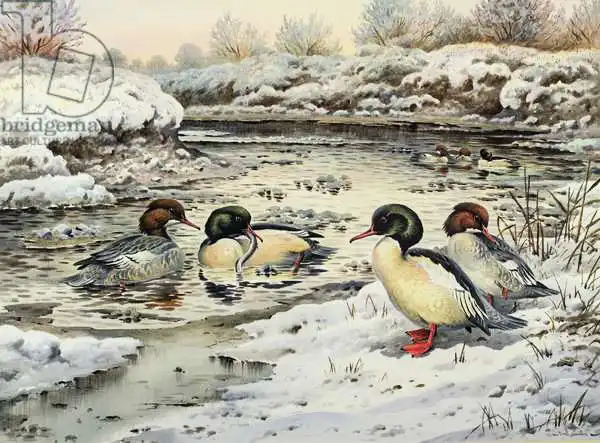 Donner, Carl: Goosanders