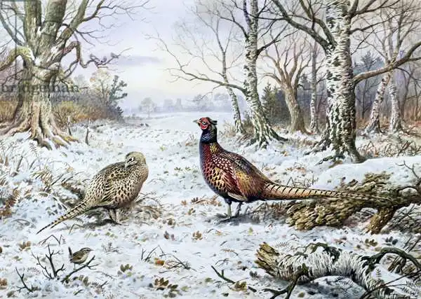 Donner, Carl: Pair of Pheasants with a Wren
