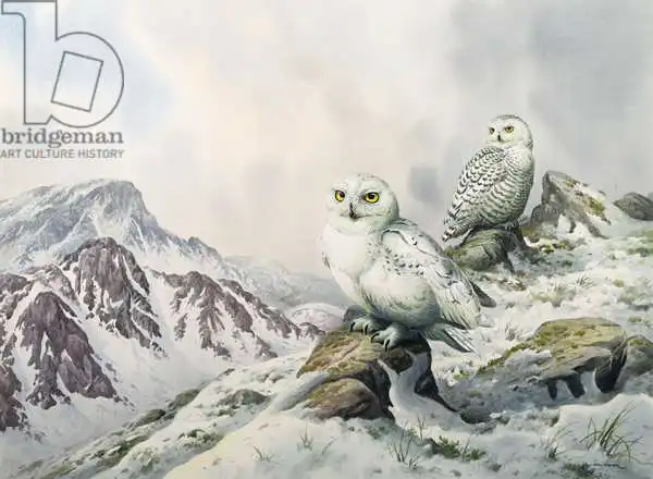 Donner, Carl: Pair of Snowy Owls in the Snowy Mountains, Australia