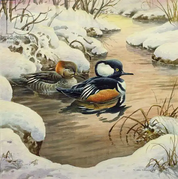 Donner, Carl: Hooded Mergansers on a Pool