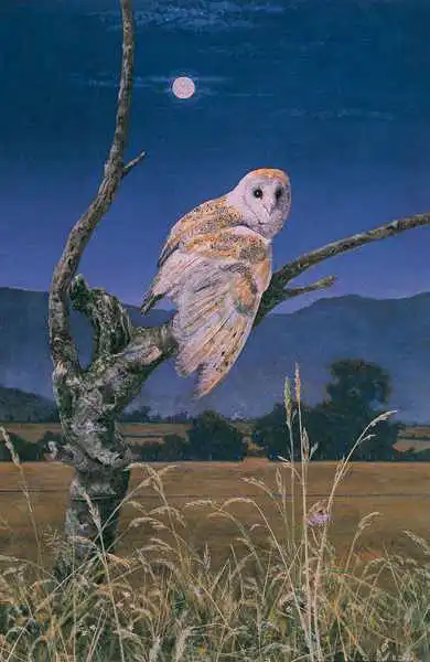 Cook, Simon: Barn Owl