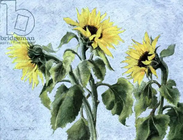 Angelini, Cristian: Sunflowers