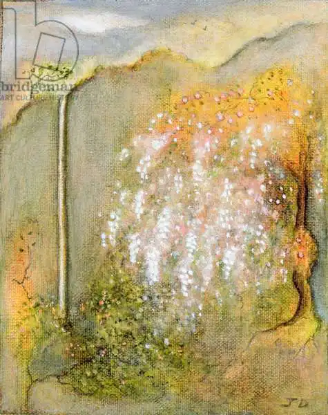 Deakin, Jan: White Whisteria