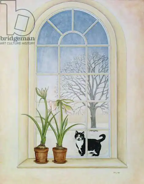 Ditz: Amaryllis