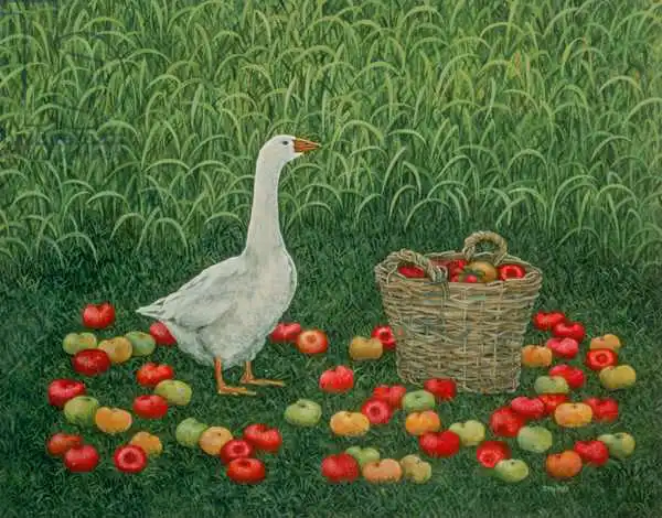 Ditz: The Apple Basket