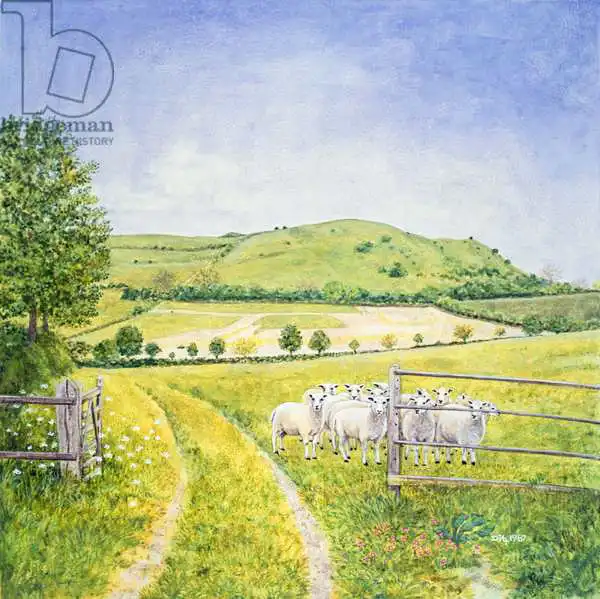Ditz: Wessex Sheep