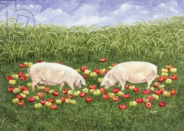 Ditz: Apple-sows
