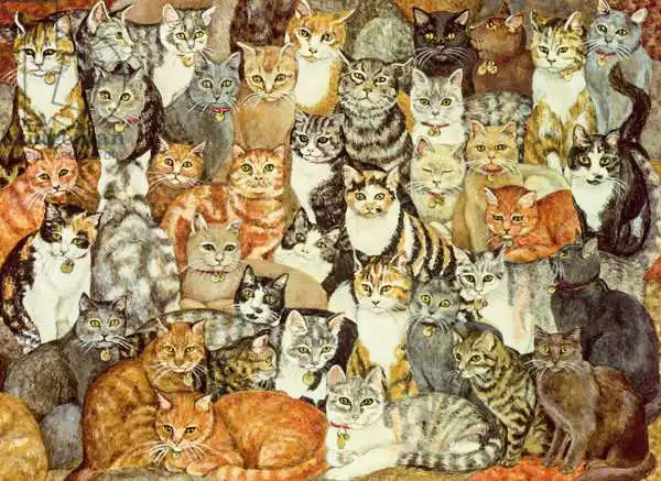 Ditz: Cat-Spread