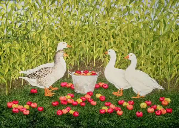 Ditz: Sweetcorn-Geese