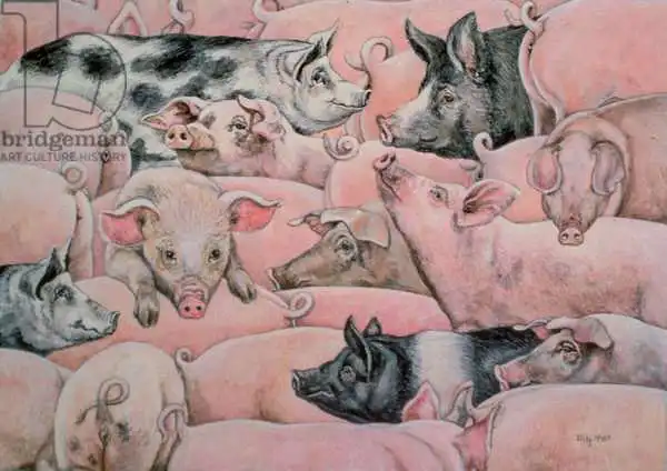 Ditz: Pig-Spread