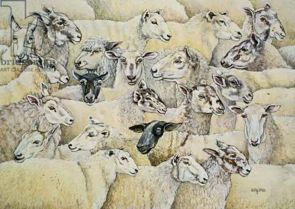 Ditz: Sheep-Blanket