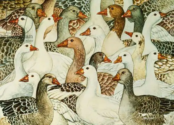 Ditz: Patchwork Geese