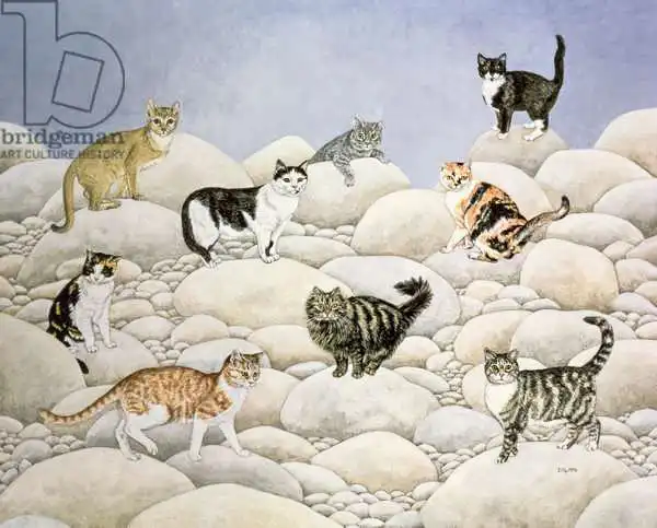 Ditz: Lynn Valley Cats