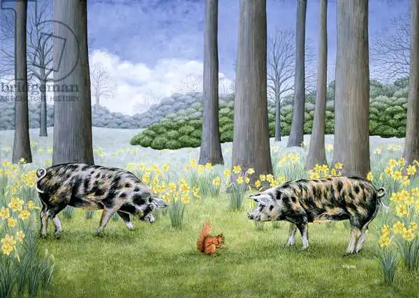 Ditz: Piggy in the Middle