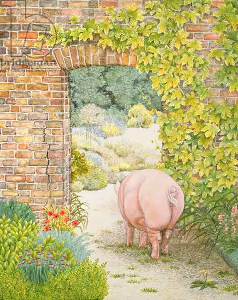 Ditz: The Convent Garden Pig