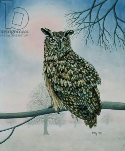 Ditz: Winter-Owl