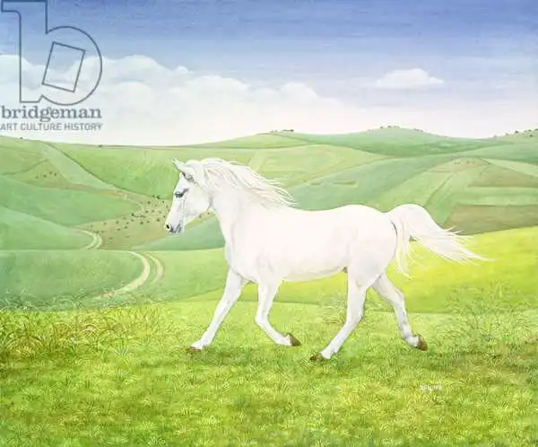 Ditz: The Landscape Horse