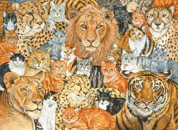 Ditz: Semi Wild Cat Spread