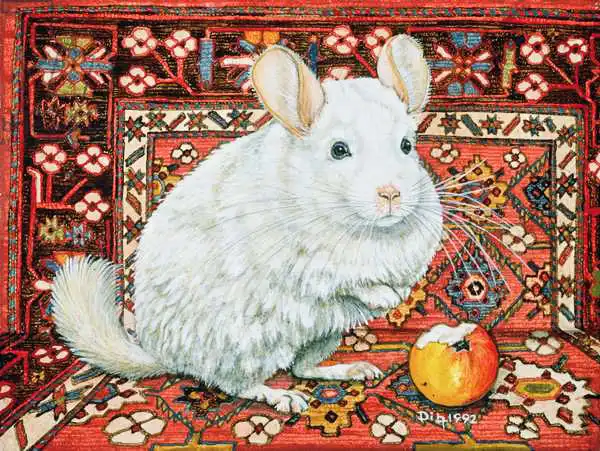 Ditz: The Carpet-Chinchilla