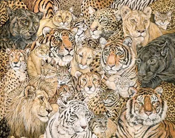 Ditz: Wild Cat-Spread